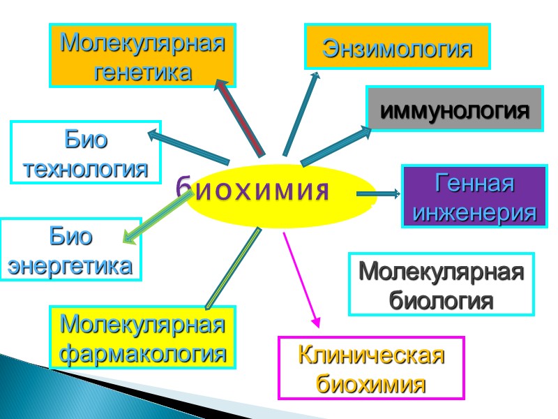 биохимия Молекулярная биология Био технология Био энергетика Молекулярная генетика иммунология Энзимология Молекулярная фармакология Генная